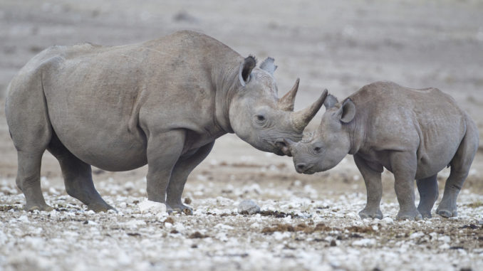 Animal Extinction Causes and Effects Animal Extinction Causes and Effects
