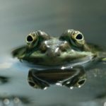 Boiling Frog and Business Strategic Management