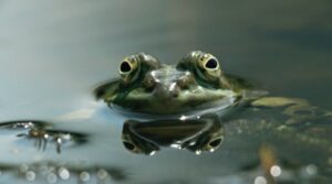 Boiling Frog and Business Strategic Management