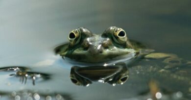 Boiling Frog and Business Strategic Management