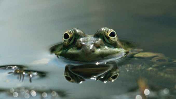 Boiling Frog and Business Strategic Management Boiling Frog and Business Strategic Management