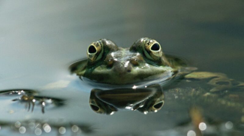 Boiling Frog and Business Strategic Management