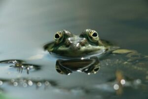 Boiling Frog and Business Strategic Management