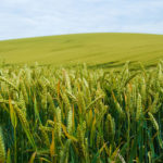Food Shortage Causes, Effects and Solutions