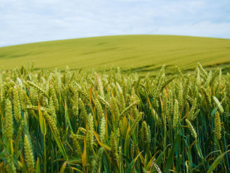 Food Shortage Causes, Effects and Solutions