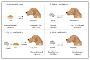 Classical and Operant Conditioning