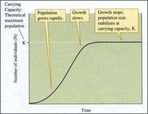 A curve illustrating what happens to population numbers as a population reaches its carrying capacity and oscillates around it.