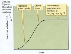 A-curve-illustrating-what-happens-to-population-numbers-as-a-population-reaches-its-carrying-capacity-and-oscillates-around-it.