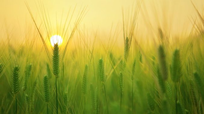 Adaptation and Breeding in Cereal Crops Adaptation and Breeding in Cereal Crops