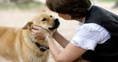 Dog – Human Communication Intentional vs Unintentional Cues