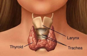 Does Testosterone Lower Thyroid Peroxidase Antibodies (TPO)