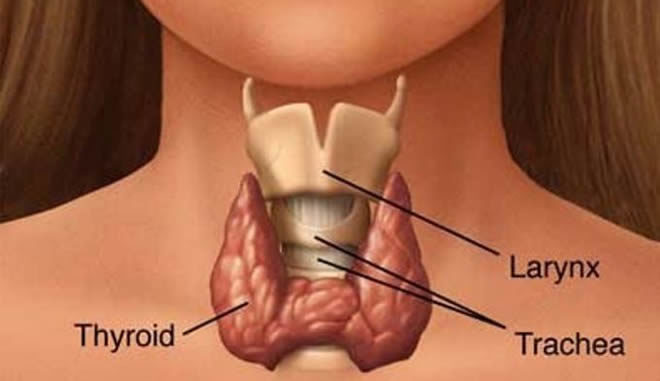 Does Testosterone Lower Thyroid Peroxidase Antibodies (TPO) Does Testosterone Lower Thyroid Peroxidase Antibodies (TPO)