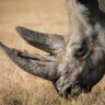 Animal Extinction, Causes and Effects